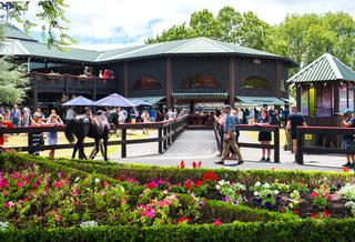 Outside parade ring at Karaka.